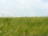 img_8095.jpg
